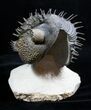 Drotops Armatus - Hedgehog of the Sea #1710-1